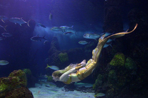 Aquarium USA